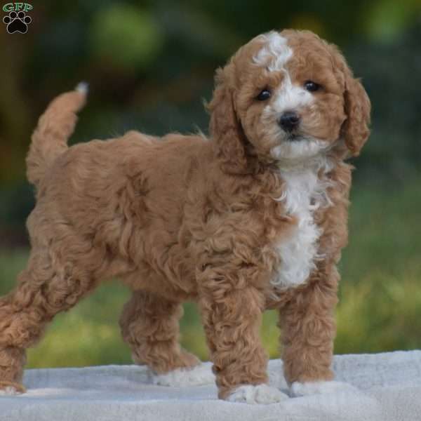 Vanessa, Cavapoo Puppy